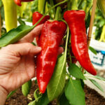 Hand inspecting chilli plant