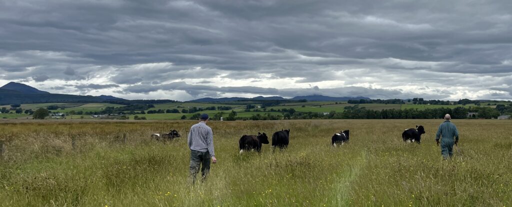 Bringing back in the young heifers from the carse