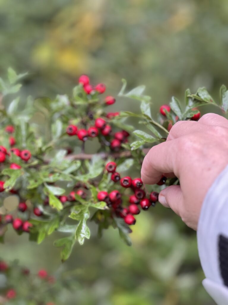 Foraging for berries