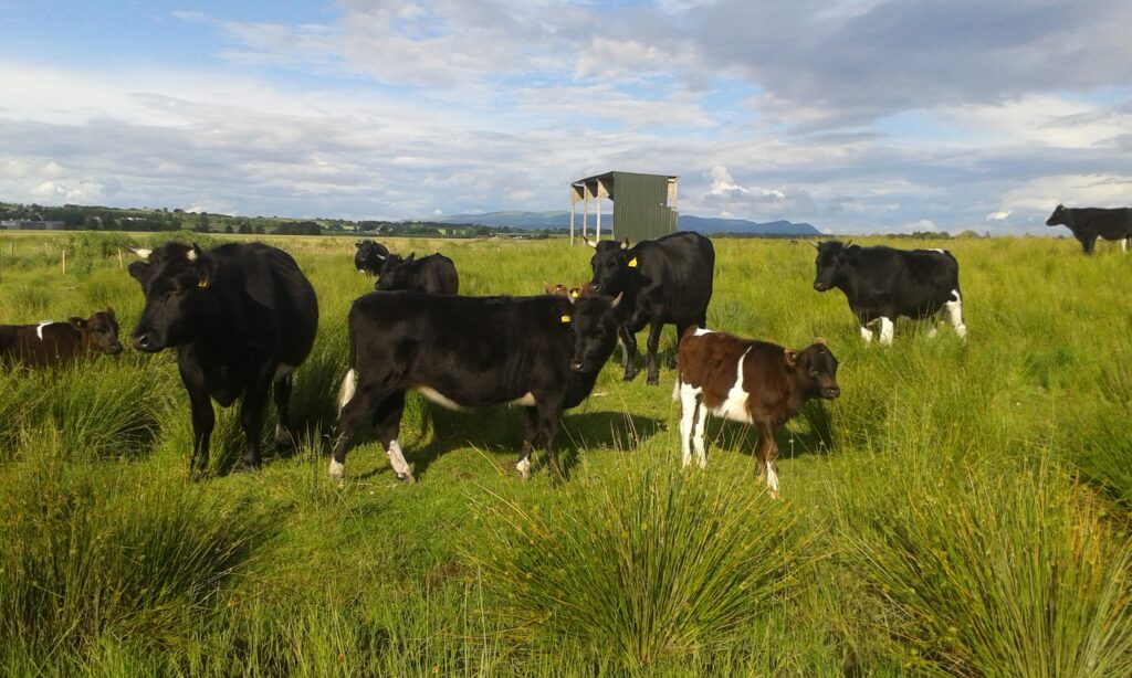 Cows grazing
