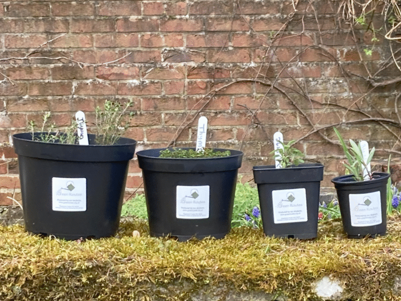 4 plant pots on moss wall